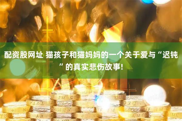 配资股网址 猫孩子和猫妈妈的一个关于爱与“迟钝”的真实悲伤故事!